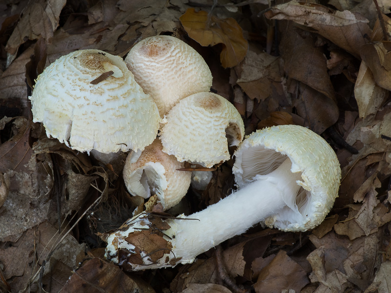 Lepiota clypeolaria